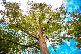 Best Stump Grinding and Removal  in Watauga, TX