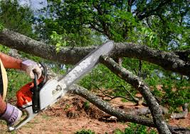 Best Seasonal Cleanup (Spring/Fall)  in Watauga, TX