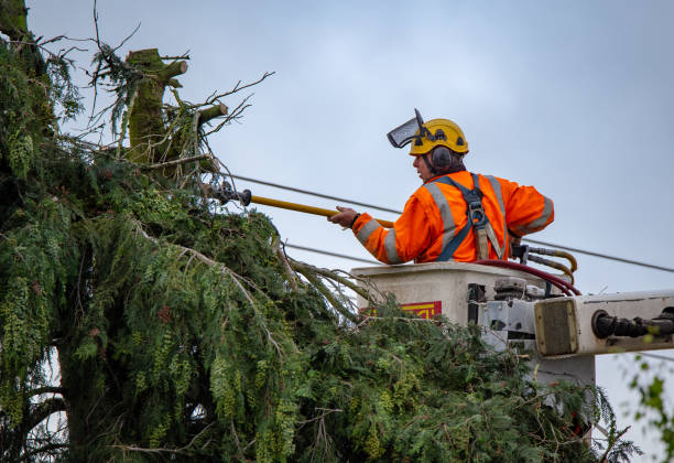 Best Tree Trimming and Pruning  in Watauga, TX