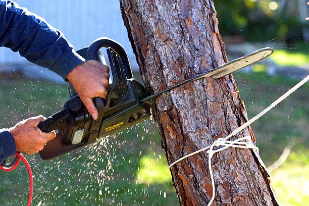 Watauga, TX Tree Care Company