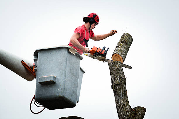 Best Commercial Tree Services  in Watauga, TX